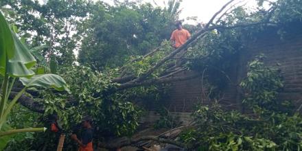 Evakuasi Pohon Tumbang Oleh FPRB dan Tagana di Dusun Cepoko