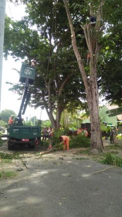 DLH Kab. Bantul Bersama FPRB Desa Trirenggo Lakukan Pemangkasan Pohon 