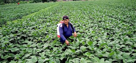 Petani Bantul Coba Budidaya Kedelai Jepang