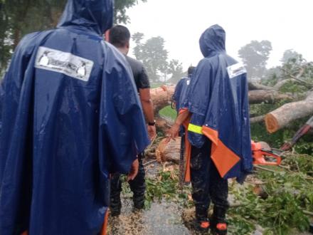 FPRB Trirenggo Kondiskan Pohon Tumbang Akibat Hujan Deras Disertai Angin Kencang