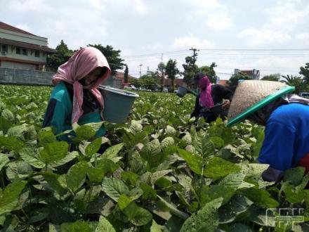 Panen Raya, KUD Gemah Ripah Trirenggo Hasilkan 10 Ton Kedelai