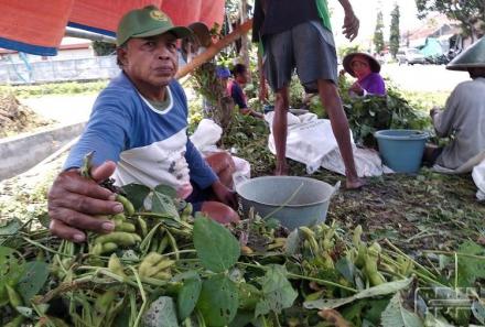 DCML Trirenggo Target Tingkatkan Produksi Kedelai Edamame