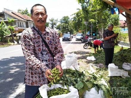 Pemdes Trirenggo Siapkan Lahan 14 Hektare untuk Budidaya Edamame