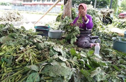 Daun Kedelai Edamame Kaya Protein, Cocok untuk Pakan Ternak