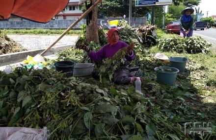 Tanam Kedelai Edamame, Penghasilan Bisa Meningkat