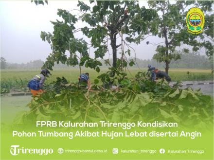 FPRB Kalurahan Trirenggo Kondisikan Pohon Tumbang Akibat Hujan Lebat disertai Angin